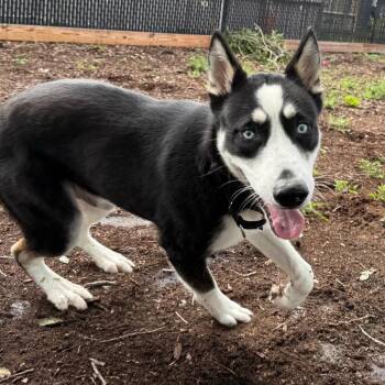 Cassanova -  Siberian Husky Dog for Adoption in West Palm Beach, Florida - Cassanova | PetCurious