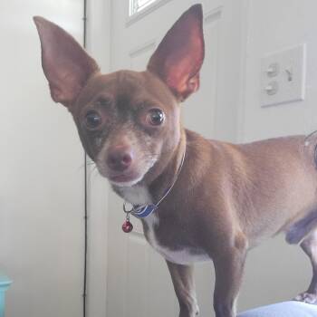 Rocky -  Chihuahua Dog for Adoption in Jacksonville, Florida - Rocky | PetCurious