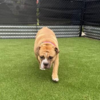 Goomba -  Mixed Breed Dog for Adoption in Pittsburgh, Pennsylvania - Goomba | PetCurious