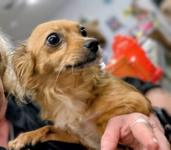 Bella -  Chihuahua and Mixed Breed Dog for Adoption in Evergreen, Colorado - Bella | PetCurious
