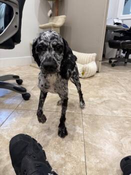 Betty Boop -  Poodle Dog for Adoption in Hilton Head Island, South Carolina - Betty Boop | PetCurious