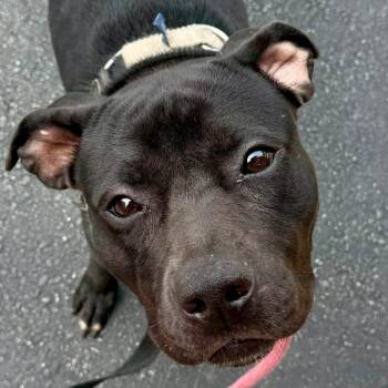 Luna -  Mixed Breed Dog for Adoption in Blue Island, Illinois - Luna | PetCurious