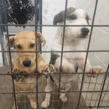 Cannoli -  Terrier and Mixed Breed Dog for Adoption in Evensville, Tennessee - Cannoli | PetCurious