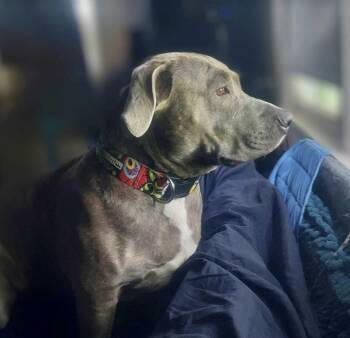 Rescue American Staffordshire Terrier Dogs for Adoption in VERNON ROCKVL, Connecticut - Ginny | PetCurious