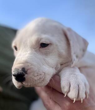 Hound and Labrador Retriever Dogs Available for Adoption - Kara | PetCurious