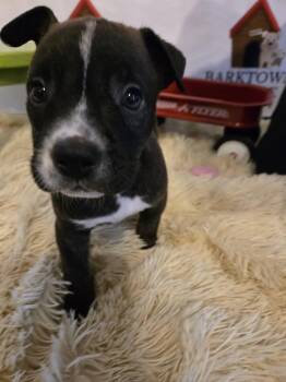 Australian Cattle Dog Blue Heeler and American Staffordshire Terrier Dogs Available for Adoption in Boston, Kentucky - Hopper | PetCurious