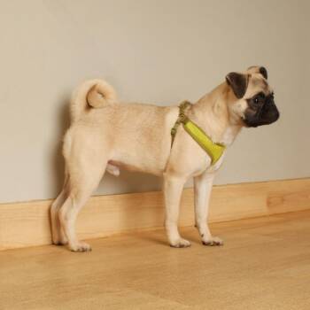 Olie D71554 -  Pug Dog for Adoption in Minnetonka, Minnesota - Olie D71554 | PetCurious