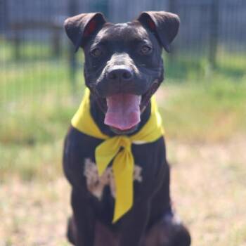 Rescue American Staffordshire Terrier Dogs for Adoption in San Antonio, Texas - Maverick | PetCurious