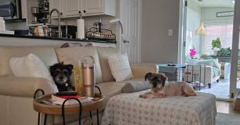 Baby -  Schnauzer Dog for Adoption - Baby | PetCurious