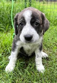 Bernie -  Hound and Labrador Retriever Dog for Adoption in Malvern, Pennsylvania - Bernie | PetCurious