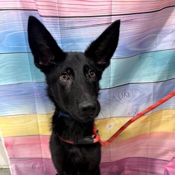 German Shepherd Dog and Mixed Breed Dogs Available for Adoption in Tampa, Florida - Vidar | PetCurious