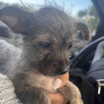 Towns -  Cairn Terrier and Mixed Breed Dog for Adoption - Towns | PetCurious