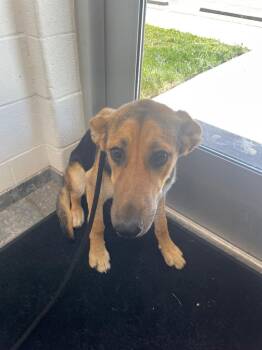 Darla -  Mixed Breed Dog Available for Adoption in Oxford, North Carolina - Darla | PetCurious