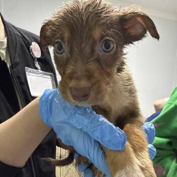 Mixed Breed Dogs Available for Adoption - Barklee | PetCurious