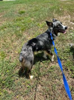 Gabby -  Australian Shepherd Dog for Adoption in Deltona, Florida - Gabby | PetCurious