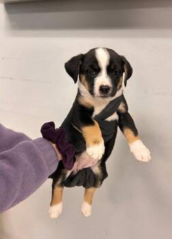Bernese Mountain Dog and Beagle Dogs Available for Adoption in Morton Grove, Illinois - Orchid | PetCurious