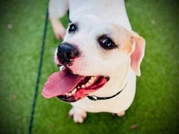 Dogo Argentino and Rat Terrier Dogs Available for Adoption in Orlando, Florida - DUTCHESS | PetCurious