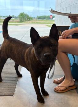 Akita and Mixed Breed Dogs Available for Adoption in Bossier City, Louisiana - Diamond | PetCurious