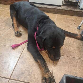 Hercules -  Rottweiler Dog for Adoption in Madill, Oklahoma - Hercules | PetCurious