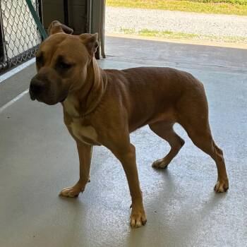 Labrador Retriever and Mixed Breed Dogs Available for Adoption in Morganfield, Kentucky - Cricket | PetCurious