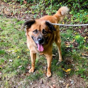 Rescue German Shepherd Dog and Chow Chow Dogs for Adoption in Lyndhurst, Virginia - Oso | PetCurious