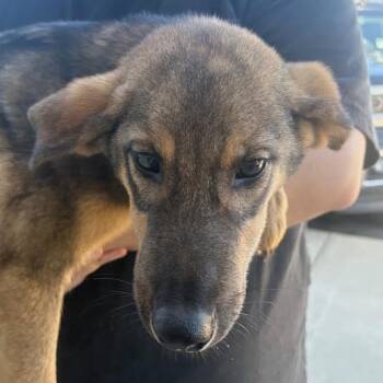 Rescue German Shepherd Dog and Mixed Breed Dogs for Adoption in Marshall, Texas - Gunther | PetCurious
