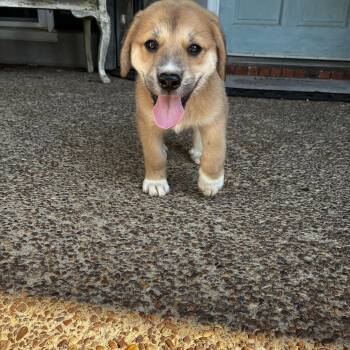 Sam -  Great Pyrenees and German Shepherd Dog Dog for Adoption - Sam | PetCurious