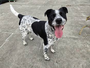 Rescue Australian Cattle Dog Blue Heeler and Mixed Breed Dogs for Adoption in Mckinleyville, California - DOTS | PetCurious
