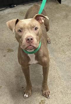 Tilly -  Pit Bull Terrier Dog for Adoption in Cleveland, Ohio - Tilly | PetCurious