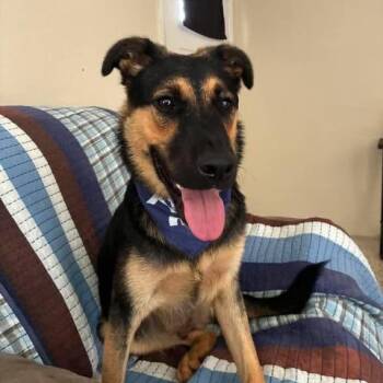 Thor -  German Shepherd Dog Dog for Adoption in Tampa, Florida - Thor | PetCurious