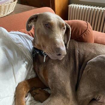 Axel -  Doberman Pinscher Dog for Adoption in Silver Spring, Maryland - Axel | PetCurious