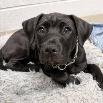 Mia (In Foster) -  Mixed Breed Dog for Adoption in Marshall, Virginia - Mia (In Foster) | PetCurious