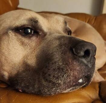 Pit Bull Terrier Dogs Available for Adoption - Buddy | PetCurious