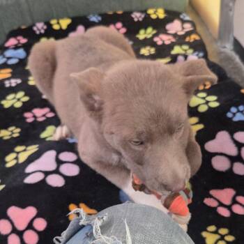 Jagger -  Mixed Breed Dog for Adoption in Fort Bragg, California - Jagger | PetCurious