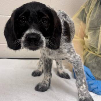 Dapper -  Australian Shepherd and Mixed Breed Dog for Adoption in Murray, Utah - Dapper | PetCurious