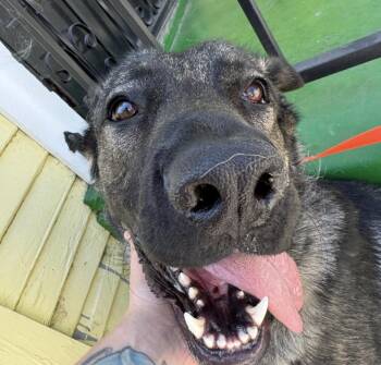 Rescue Belgian Shepherd Sheepdog Dogs for Adoption in West Hollywood, California - Edward | PetCurious