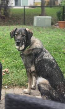 Rescue Shepherd Dogs for Adoption in Oswego, Illinois - Genoa | PetCurious