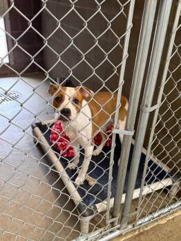 Aurora -  Boxer and Pit Bull Terrier Dog for Adoption in Gillette, Wyoming - Aurora | PetCurious