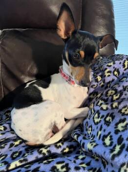 Dachshund and Chihuahua Dogs Available for Adoption in Pearland, Texas - Annie | PetCurious