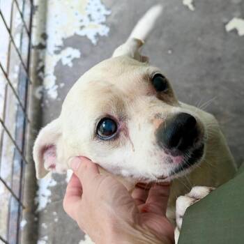 Blanco -  Terrier Dog for Adoption in Evensville, Tennessee - Blanco | PetCurious