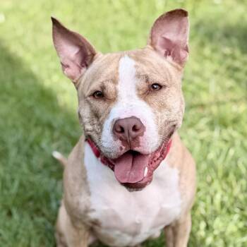 Nova -  Pit Bull Terrier Dog for Adoption in Stafford Township, New Jersey - Nova | PetCurious