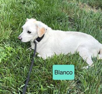 Blanco -  Chihuahua Dog for Adoption in Blue Springs, Missouri - Blanco | PetCurious