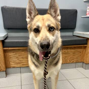 Quinn -  German Shepherd Dog Dog for Adoption in Buffalo, New York - Quinn | PetCurious