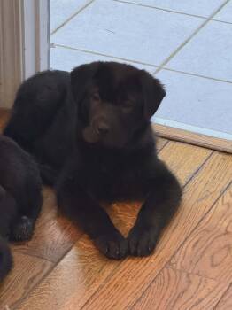 Shar Pei and Golden Retriever Dogs Available for Adoption - Moose | PetCurious