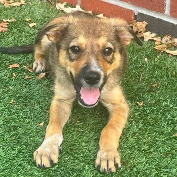 JIMOTHY -  Mixed Breed Dog for Adoption in Edmond, Oklahoma - JIMOTHY | PetCurious