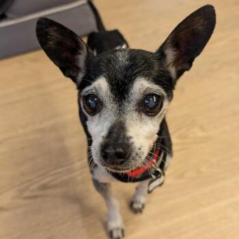 Magic Mint 14191 -  Chihuahua and Terrier Dog for Adoption in San Francisco, California - Magic Mint 14191 | PetCurious