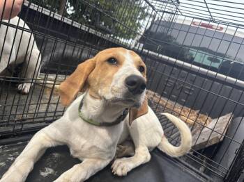 Molly: Not at shelter (Kathy D) -  Great Pyrenees and Foxhound Dog for Adoption in Rustburg, Virginia - Molly: Not At Shelter (Kathy D) | PetCurious