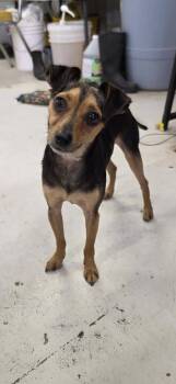Miniature Pinscher Dogs Available for Adoption in Muldrow, Oklahoma - Herbie | PetCurious