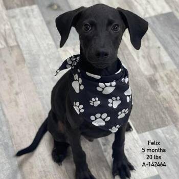 Felix - Local Sept 11-13 -  Dachshund Dog for Adoption in Brookshire, Texas - Felix - Local Sept 11-13 | PetCurious
