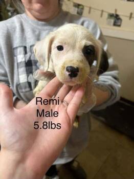 Johnson Rs : Remi -  Boxer and Australian Shepherd Dog for Adoption in Aurora, Indiana - Johnson Rs : Remi | PetCurious